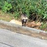 化け狸 的头像