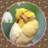 Profilbild von 彩ぴょ〜Cockatiel〜