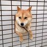 aya profil fotoğrafı
