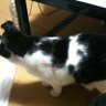 白黒猫 的头像
