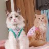 ドラミントチャンネル 的头像