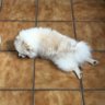 Poppy's profile picture