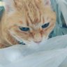 ゆき profil fotoğrafı