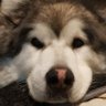 Фото профиля Mally 🐾🐾