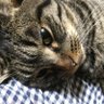 きゅう🐾消費税廃止's profile picture