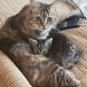In the Memory of Lucky And Hurcules, meet Tigger's profile picture