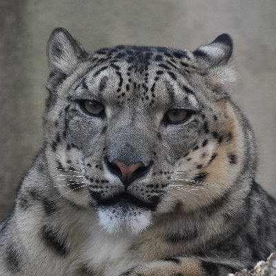 natogun🐾生き物🦊's profile picture