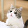 ปลาทู😺 的头像