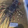 กุง กุ่ง กุ้ง profil fotoğrafı