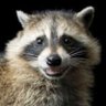 death_by_raccoon's profile picture