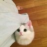 prc_is_shit 的头像