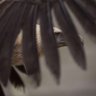 nex's profile picture