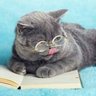 ねこ太郎 的头像