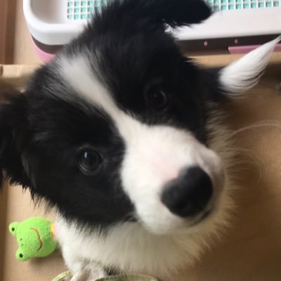 chiroru_border's profile picture