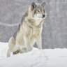 CryptoWolf 的头像