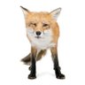 Renard Valo 的头像