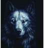 Profilbild von Lobo Solitario