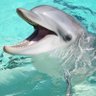 Profilbild von DolphinSqueaks