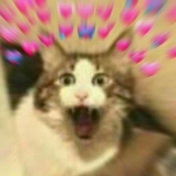 unnamed jpeg of a cat's profile picture