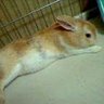 Фото профиля のぶ🐾肉球新党