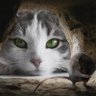 Ben II's profile picture