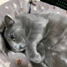 デジバーガー(デジリ) profil fotoğrafı