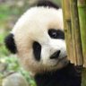 超パンダ profil fotoğrafı