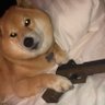 Omnigun's profile picture