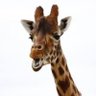 Salty Giraffe 的头像