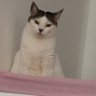 Mãe de gata00's profile picture
