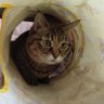 Фото профиля 猫の鼻ちょうちん2ミリ