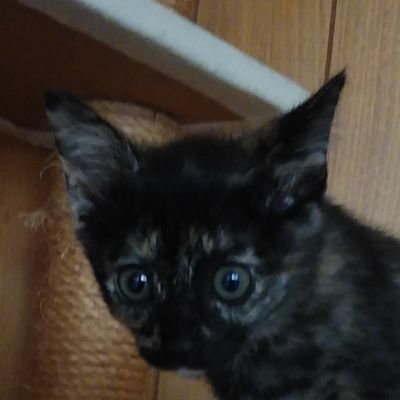 chobibonohagi's profile picture