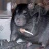 RatoPreguiçoso 的头像