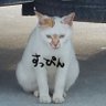 Profilbild von 猫への憧れ