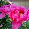 Фото профиля ちか