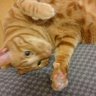 ユッキー 的头像