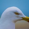 Schnudelrudi's profile picture