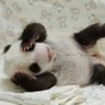 腹黒ぱんだ 的头像