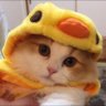 Фото профиля うねこ♡あつお♡