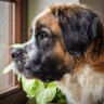saintBernard🇳🇬's profile picture