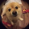 Yü profil fotoğrafı