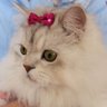 もんちゃん's profile picture