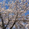 Фото профиля 塩豆