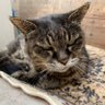 ねこ太郎's profile picture