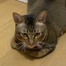 腻发猫's profile picture