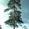 Birds and trees's profile picture