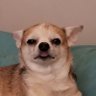Gregory Swanson's profile picture