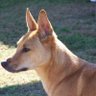 Фото профиля Doge cliff