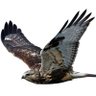 ホワイト's profile picture