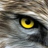 EaglEEyE's profile picture